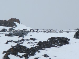 The first penguins have returned to their spring rookeries Torgersen Island, one of the many rocky islets offshore of Palmer Station.