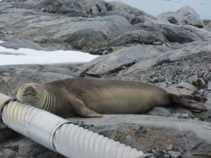 While it prevented LTER scientists from getting into the field until mid-December, the persistent sea ice was no obstacle for an elephant seal that climbed up onto the rocks surrounding the station on Dec. 12.