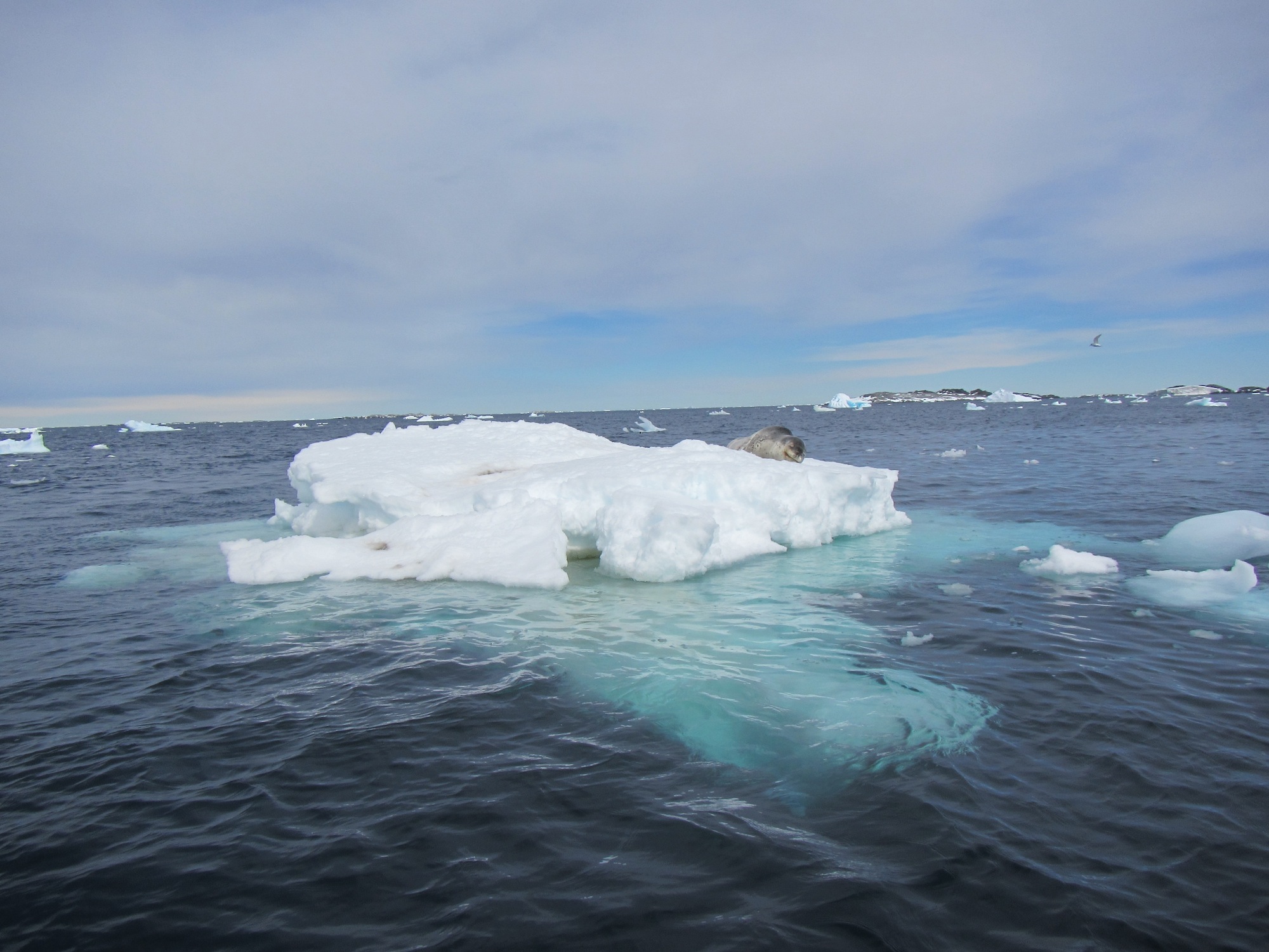 A leopard seal hauled out on an ice floe.