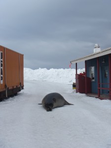 An elephant seal blocked traffic on station on Nov. 15.