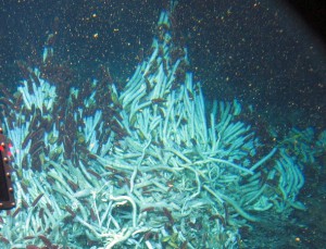a tube worm colony