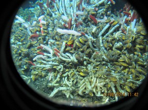 Tube worms, mussels, zoarcid fish, and crabs neat a warm-water vent, seen through Alvin's viewport