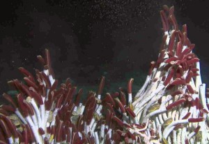 A lush bed of tube worms near a warm seafloor vent. (courtesy chief scientist Stefan Sievert, ©WHOI)