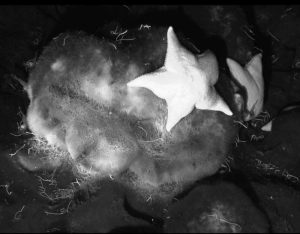 Festering sponges. This sponge has seen better days, but as it rots and becomes covered in a white microbial mat, it becomes quite the "in" new place to dine out for shrimp and starfish. Indeed, this venue is so hot that other creatures are literally fighting to get a place at a table!