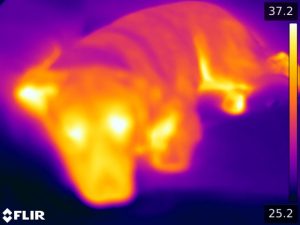  Infrared image of a hot Hugger in her bed at the office.