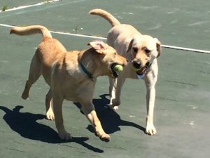 Hugger (right) teaching Sandy to play fetch (Photo by Katie Samuelson)
