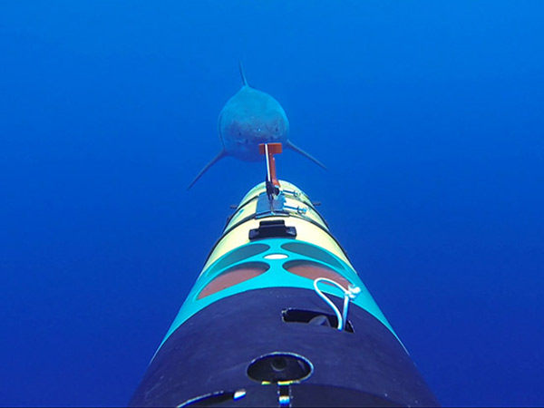 SharkCam SharkCam