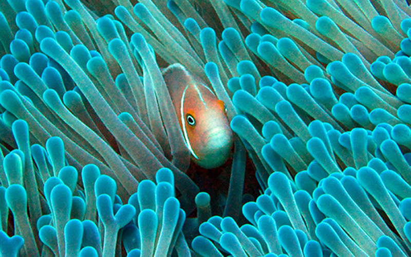 anemone-fish anemone-fish