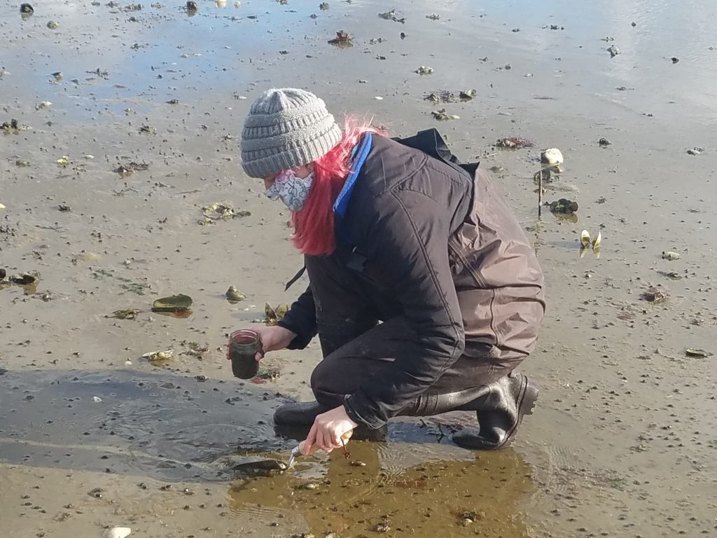 Jordan Pitt in Wellfleet MA collecting some sediment for microplastic analysis