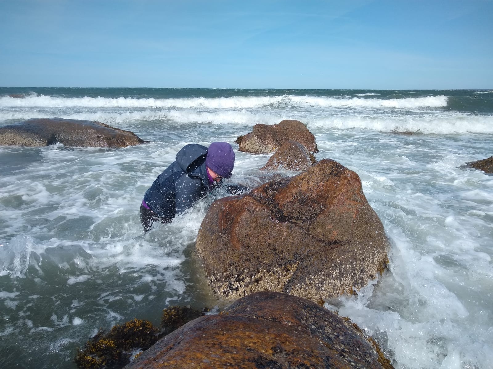 Jane Weinstock in Woods Hole, MA measuring intertidal barnacle settlement on a particularly windy day in March.
