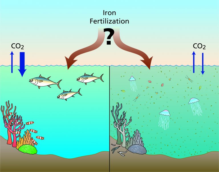 What Is Ocean Fertilization? – Ocean Fertilization