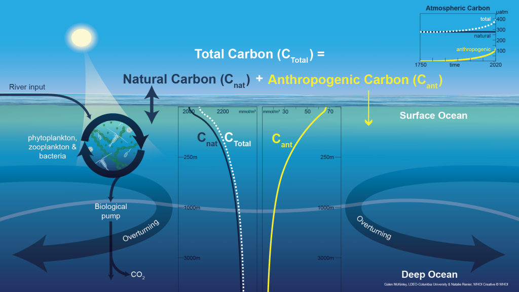 Ocean Carbon Graphic 2020 Renier McKinley