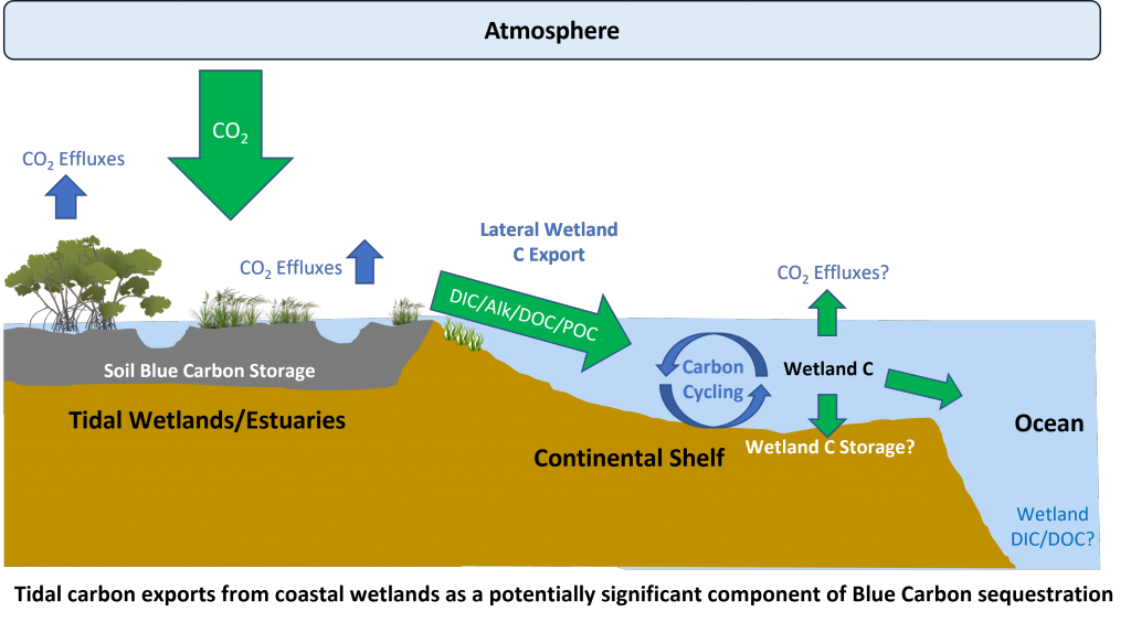 WetlandBlueCarbonExport