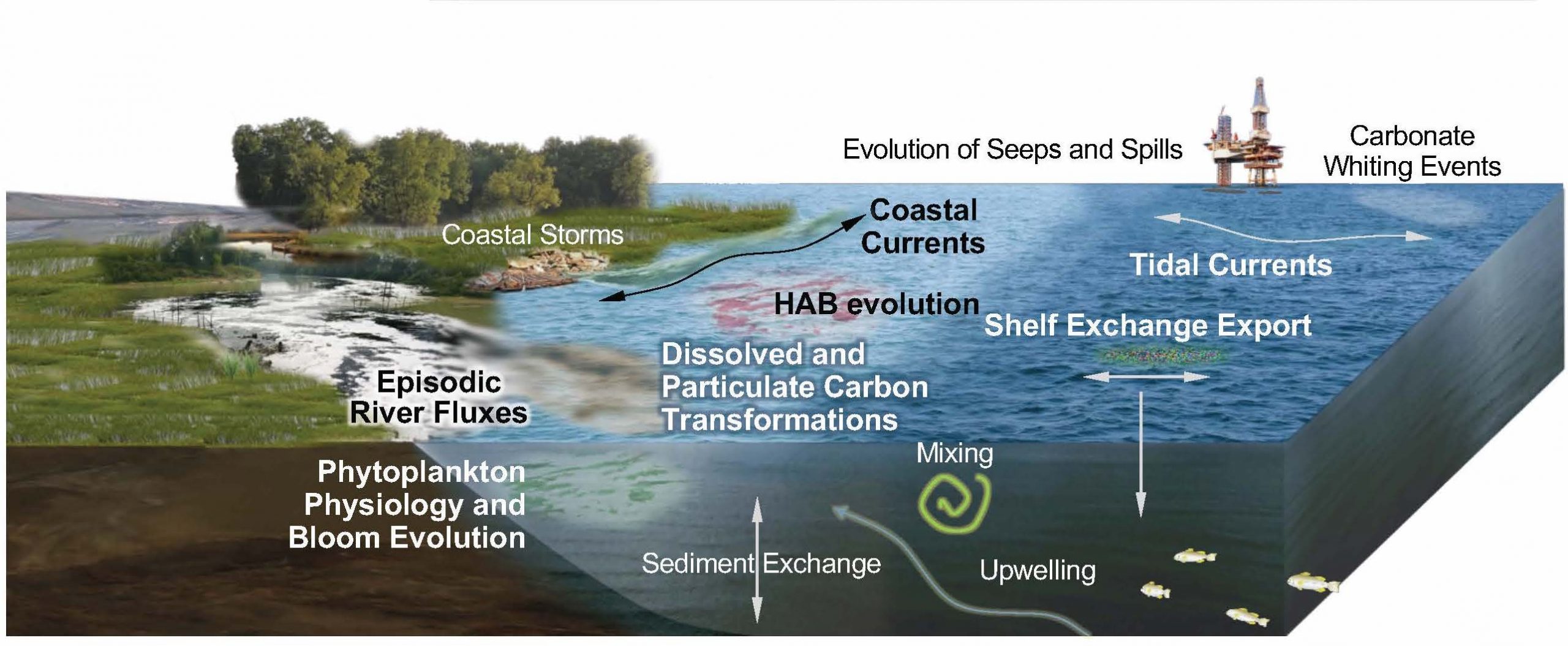 Coastal ecosystem dynamics in the Gulf of Mexico (https://eos.unh.edu/glimr/about)