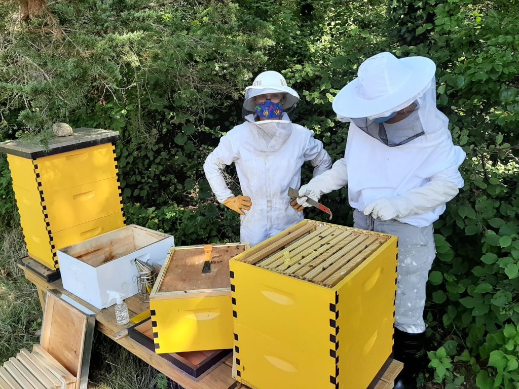 Checking the hive